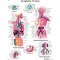 Fabrication Enterprises 3B® Anatomical Chart - Lymphatic System, Paper 12-4613P